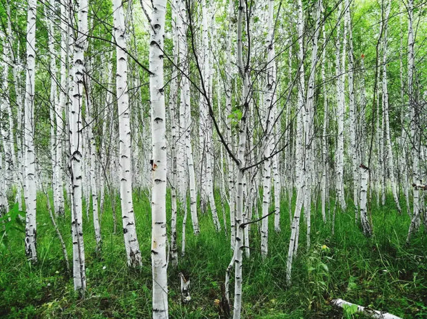 planting birch tree seeds 2 pack x 2000 seeds White Paper Birch Seeds Betula Papyrifera Silver birch tree seeds
