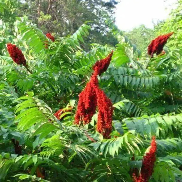 2 pack x 500 Smooth Sumac Seeds (Rhus glabra), Native North American ...