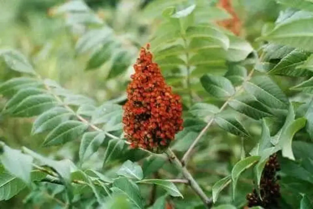 planting sumac seeds 5 pack x 500 Smooth Sumac Seeds Sumach Rhus glabra Grow tips for plant seeds