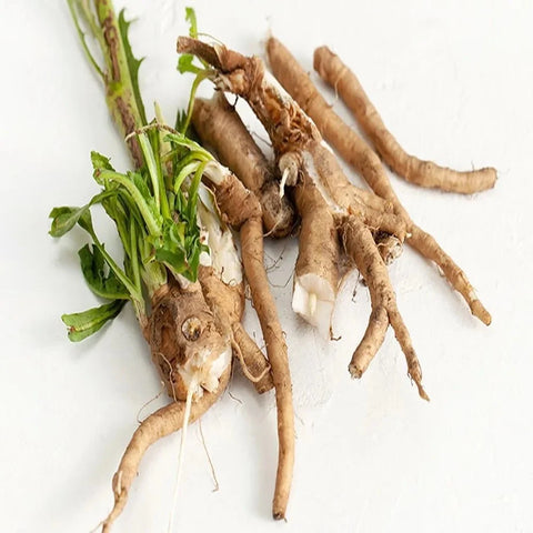 Chicory Root: Prebiotic and Digestive Health Benefits