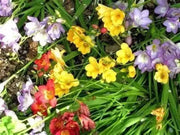 10 Freesia Bulbs South Africa Freesia Flower Bulbs Mixed Color Easy to Grow Bonsai Garden Non GMO HOA LAN NAM Phi Bulbs - Image #9