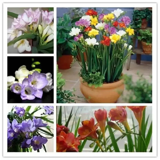 10 Freesia Bulbs South Africa Freesia Flower Bulbs Mixed Color Easy to Grow Bonsai Garden Non GMO HOA LAN NAM Phi Bulbs - Image #2