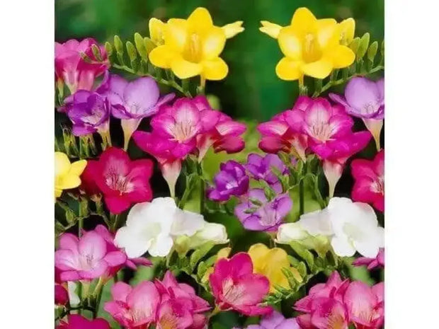 10 Freesia Bulbs South Africa Freesia Flower Bulbs Mixed Color Easy to Grow Bonsai Garden Non GMO HOA LAN NAM Phi Bulbs - Image #7