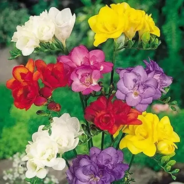 10 Freesia Bulbs South Africa Freesia Flower Bulbs Mixed Color Easy to Grow Bonsai Garden Non GMO HOA LAN NAM Phi Bulbs - Image #8