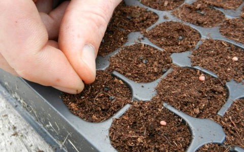 how-to-sow-red-cabbage-seeds