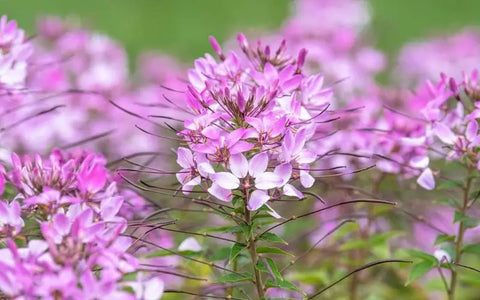 spider-flower-seeds-for-the-fall