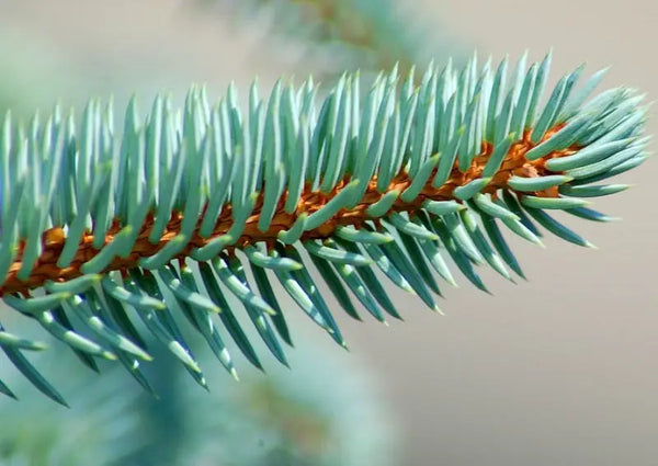 Spruce Needles Features