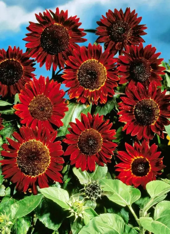 4 pack x 50 Seeds Sunflower Seeds Red Giant Sunflower Seeds for ...