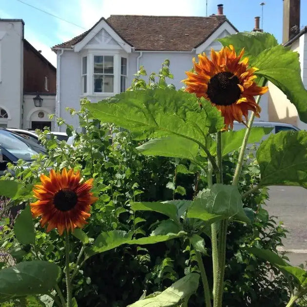 4 pack x 50 Seeds Sunflower Seeds Red Giant Sunflower Seeds for ...
