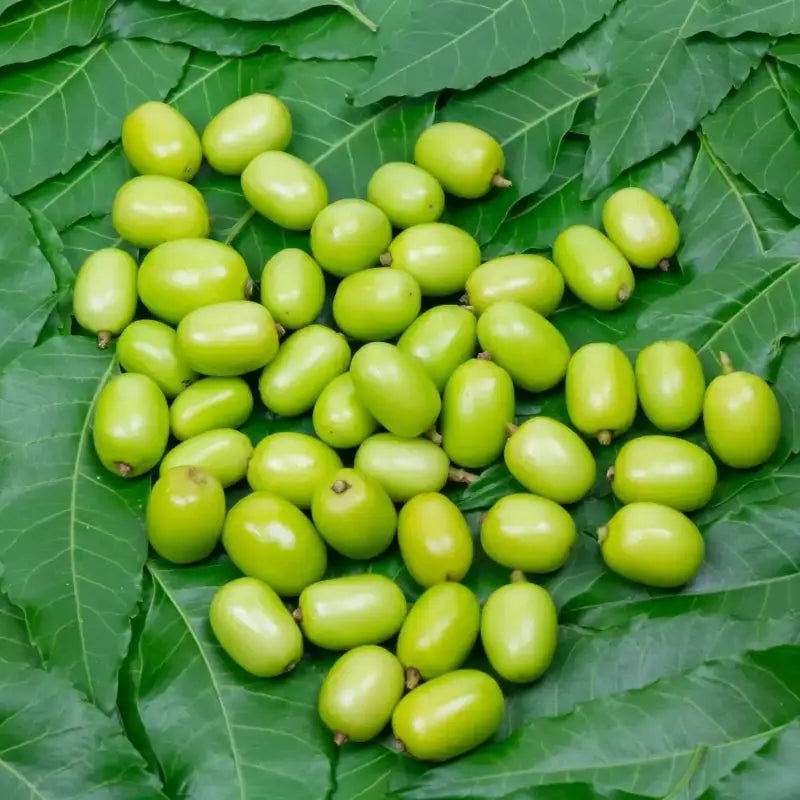 neem plant seeds Neem seeds for planting (Azadirachta indica): drought-wise shade, careful handling, slow-and-steady 40 seeds