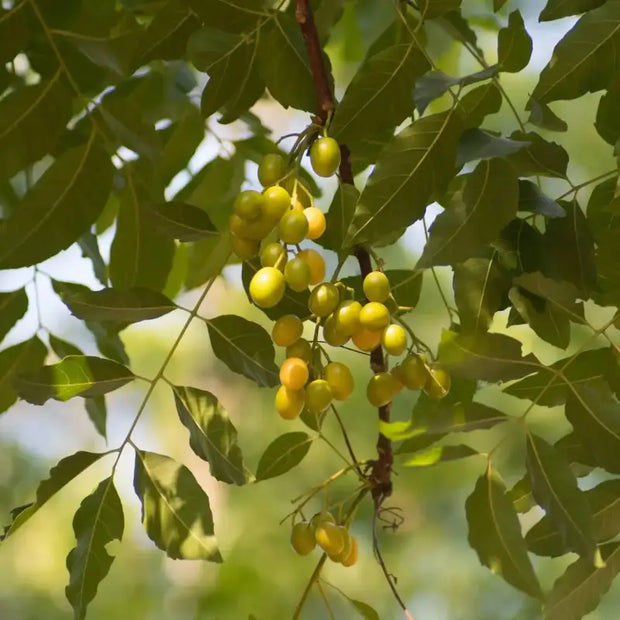 neem tree seeds for planting Neem seeds for planting (Azadirachta indica): drought-wise shade, careful handling, slow-and-steady 40 seeds