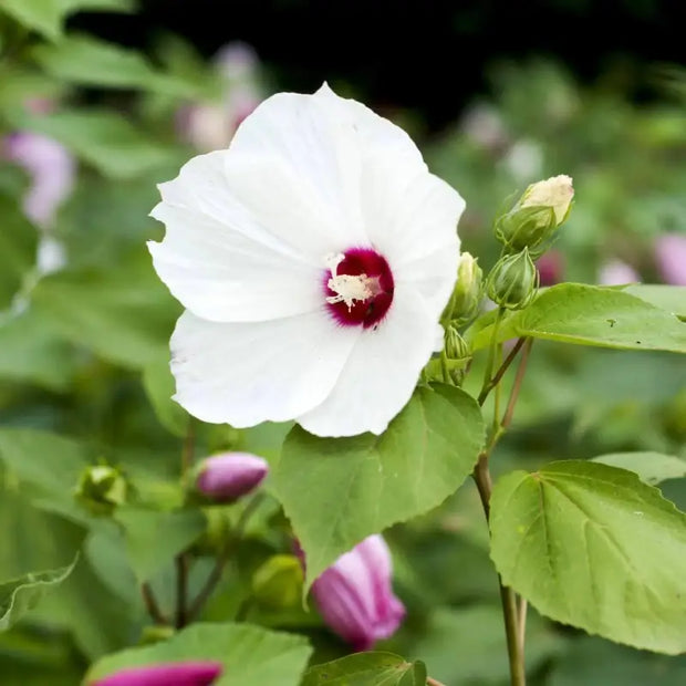 500 Seeds - Swamp Rose Mallow Seeds (Hibiscus moscheutos) | for Planting Ballet Slippers, Southern Belle - White Luna Red Seeds to Grow Marsh Hibiscus, Crimson-Eyed Rose Mallow Flower for Garden - The Rike Inc