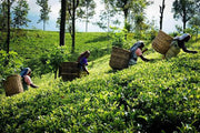 Ceylon Black Tea with Bergamot and Blue Cornflowers