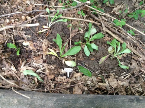 Plant identification marker in soil among seedlings; featured in Ethical Herbal Remedies article.