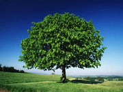15 Linden Tree Seeds Lime, Basswood Non GMO Seeds - The Rike Inc