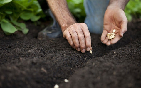 tips-for-planting-seeds-in-the-fall
