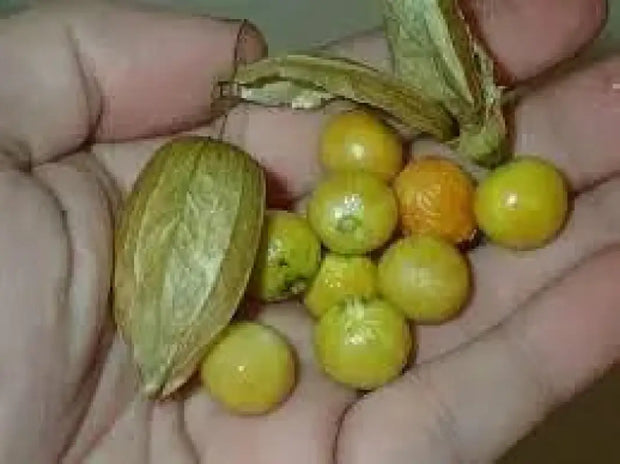 100 Seeds Wild tomatillo Seeds Wild tomatillo Seeds Longleaf Groundcherry Physalis longifolia Common groundcherry Wild tomatillo