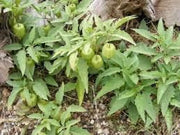 100 Seeds Wild tomatillo Seeds Wild tomatillo Seeds Longleaf Groundcherry Physalis longifolia Common groundcherry Wild tomatillo