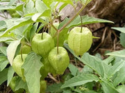 100 Seeds Wild tomatillo Seeds Wild tomatillo Seeds Longleaf Groundcherry Physalis longifolia Common groundcherry Wild tomatillo