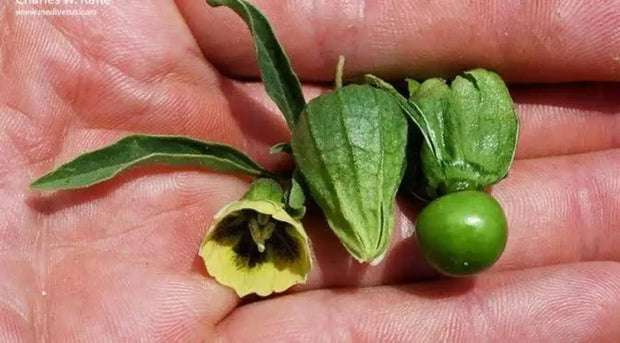 100 Seeds Wild tomatillo Seeds Wild tomatillo Seeds Longleaf Groundcherry Physalis longifolia Common groundcherry Wild tomatillo