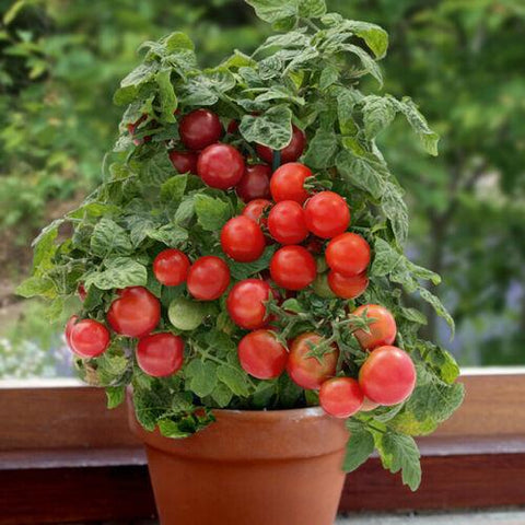 DO THE YELLOW FLOWERS ON TOMATO PLANTS TURN INTO TOMATOES?
