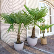 20 Seeds - Palm Tree Seeds, Trachycarpus Fortunei or Fortunes Palm, Fast-Growing Cold Hardy Chusan Windmill Palm for Indoor & Outdoor Evergreen Plant - The Rike - The Rike Inc