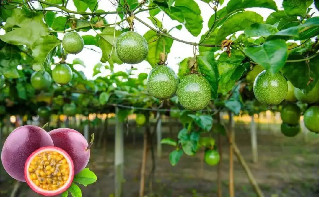 flower fruit seed 4 pack x 60 Passion Fruit Seeds Grenadelle Grenadine Chanh Day Chanh Leo  seeds for Culinary Creations