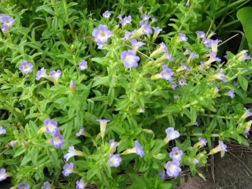 2 pack x 300 Limnophila Aromatica Seeds Rice Paddy Herb Seeds Rau NGO ...