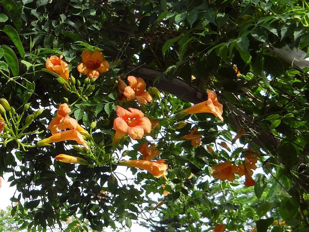 planting trumpet vine seeds Trumpet Vine seeds (Campsis radicans) wild vigor, hummingbird magnet 4 pack x 100 seeds