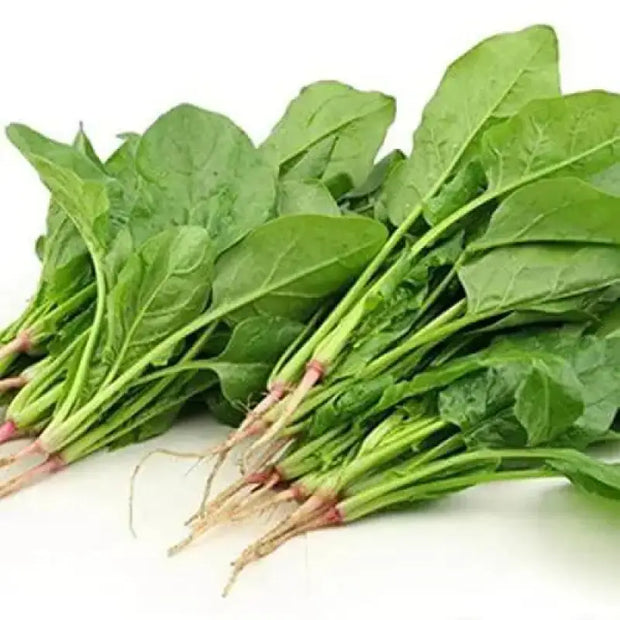 400 Spinach Seeds CAI bo xoi Seeds Spinacia oleracea Seeds Turkana Organic American Spinach Seeds Vegetable Seeds Slow Bolt Baby Greens Seeds - The Rike Inc