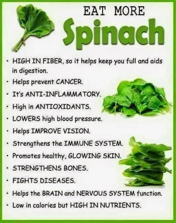 400 Spinach Seeds CAI bo xoi Seeds Spinacia oleracea Seeds Turkana Organic American Spinach Seeds Vegetable Seeds Slow Bolt Baby Greens Seeds - The Rike Inc