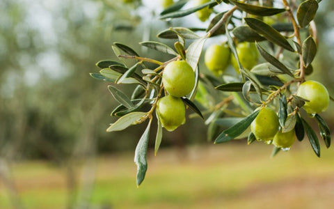 types-of-olive-tree