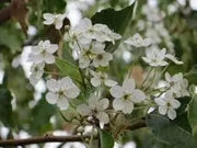 50 Seeds Callery pear Seeds for Planting Pyrus calleryana Flowering PEAR Tree Seeds Bradford Pear Bonsai Seeds - The Rike Inc