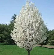 50 Seeds Callery pear Seeds for Planting Pyrus calleryana Flowering PEAR Tree Seeds Bradford Pear Bonsai Seeds - The Rike Inc