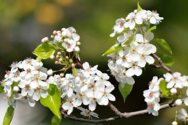 50 Seeds Callery pear Seeds for Planting Pyrus calleryana Flowering PEAR Tree Seeds Bradford Pear Bonsai Seeds - The Rike Inc