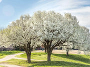 50 Seeds Callery pear Seeds for Planting Pyrus calleryana Flowering PEAR Tree Seeds Bradford Pear Bonsai Seeds - The Rike Inc