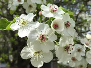 50 Seeds Callery pear Seeds for Planting Pyrus calleryana Flowering PEAR Tree Seeds Bradford Pear Bonsai Seeds - The Rike Inc