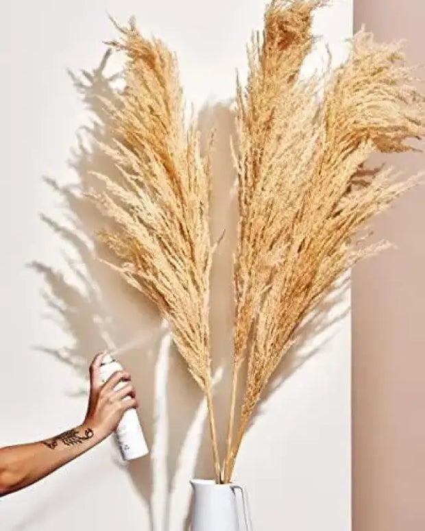 3000 Pampas Grass Seeds White Cortaderia Selloana Seeds Perennial Flowering ORNIMENTAL Grasses FEATHERY Blooms Wedding Holiday Festival Decor - The Rike Inc