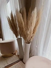 3000 Pampas Grass Seeds White Cortaderia Selloana Seeds Perennial Flowering ORNIMENTAL Grasses FEATHERY Blooms Wedding Holiday Festival Decor - The Rike Inc