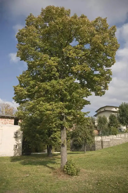 15 Poplar Tree Seeds: Diverse Varieties for Vibrant Growth