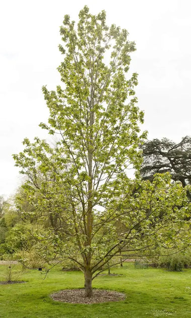 15 Poplar Tree Seeds: Diverse Varieties for Vibrant Growth