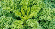 1500 Seeds Kale Seeds/Vates Blue Curled Scotch Kale Seeds- Brassica oleracea VAR. Acephala Garden Vegetable Seeds - The Rike Inc