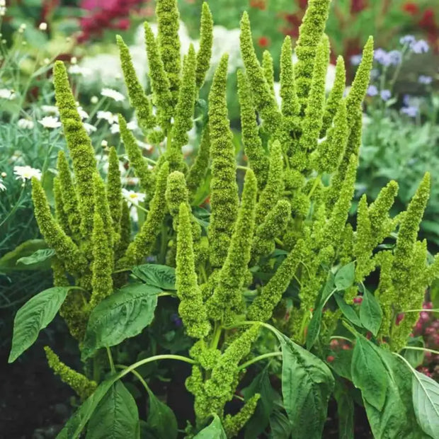 2000 Seeds - Carelessweed (Pigweed) Seeds | Green Amaranth Seeds Or Rau Den | Tender Amaranth Round Leaf Seeds for Planting | Chinese Spinach Grown in Illinois Farm The Rike