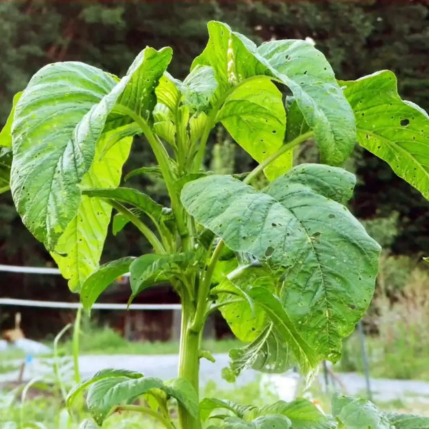 2000 Seeds - Carelessweed (Pigweed) Seeds | Green Amaranth Seeds Or Rau Den | Tender Amaranth Round Leaf Seeds for Planting | Chinese Spinach Grown in Illinois Farm The Rike