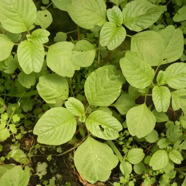 2000 Seeds - Carelessweed (Pigweed) Seeds | Green Amaranth Seeds Or Rau Den | Tender Amaranth Round Leaf Seeds for Planting | Chinese Spinach Grown in Illinois Farm The Rike