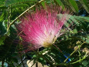 50 Pink Mimosa Tree Seeds for Planting Heirloom Persian Silk Tree/Pink Siris Seeds Albizia julibrissin Bloom Fast Growing - The Rike Inc