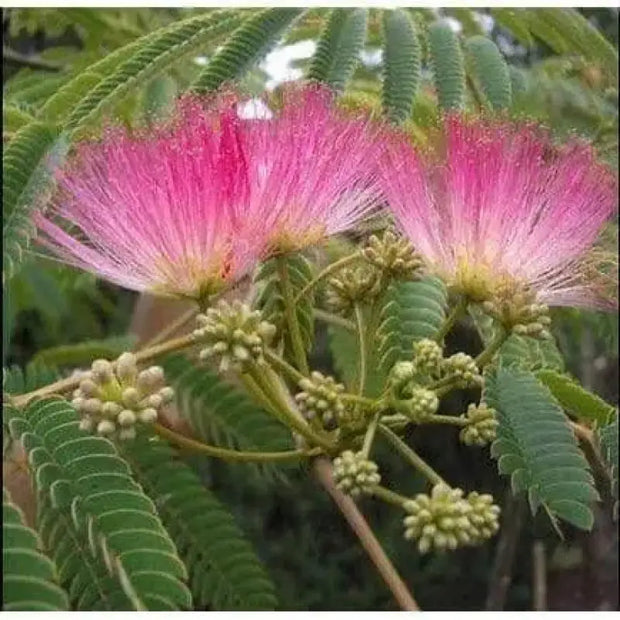 50 Pink Mimosa Tree Seeds for Planting Heirloom Persian Silk Tree/Pink Siris Seeds Albizia julibrissin Bloom Fast Growing - The Rike Inc