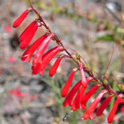 600 Seeds - Red Penstemon Flowers Seeds (Firecracker Penstemon) | Scarlet Penstemon or Red Penstemon Barbatus for Planting | Winecup Foxglove Hummingbird Penstemon Seeds - The Rike - The Rike Inc