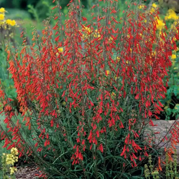 600 Seeds - Red Penstemon Flowers Seeds (Firecracker Penstemon) | Scarlet Penstemon or Red Penstemon Barbatus for Planting | Winecup Foxglove Hummingbird Penstemon Seeds - The Rike - The Rike Inc