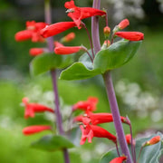 600 Seeds - Red Penstemon Flowers Seeds (Firecracker Penstemon) | Scarlet Penstemon or Red Penstemon Barbatus for Planting | Winecup Foxglove Hummingbird Penstemon Seeds - The Rike - The Rike Inc